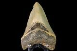 Serrated, Fossil Megalodon Tooth - North Carolina #147764-1